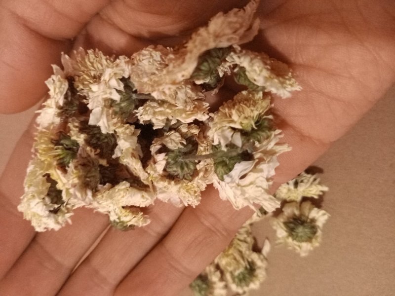 黄山贡菊另有七月菊假一罚十