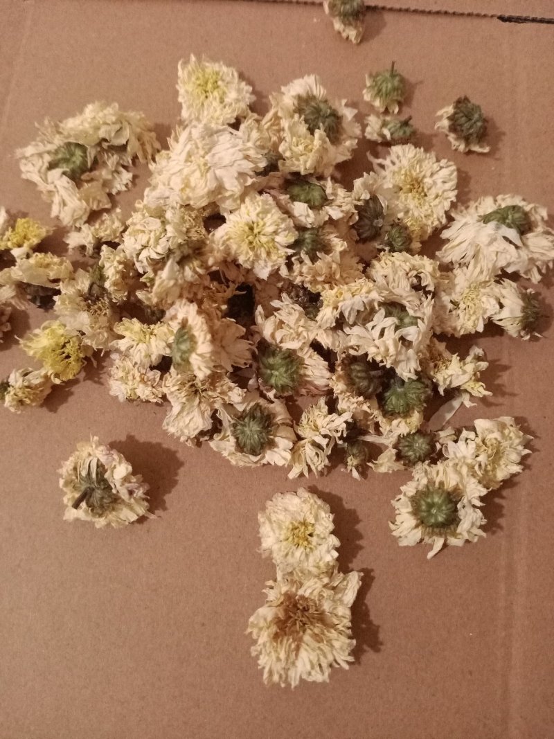 黄山贡菊另有七月菊假一罚十