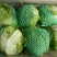 生菜球