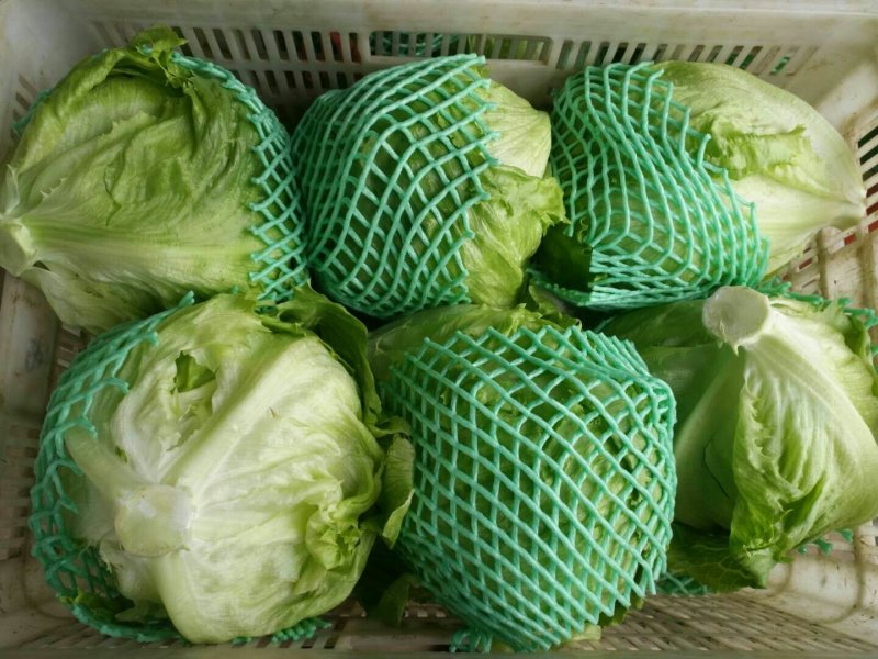 生菜球
