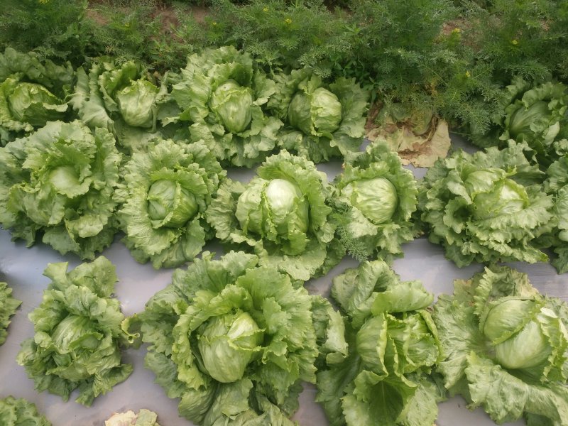 生菜球
