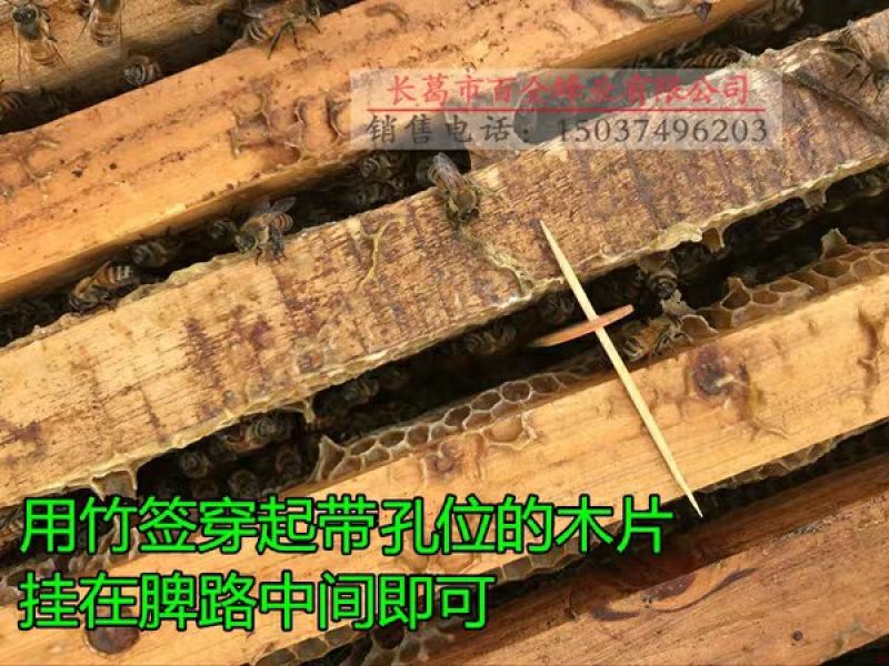 【10片装】巢虫清木片巢虫净巢虫清挂片蜜蜂蜂箱白头蛹绵虫