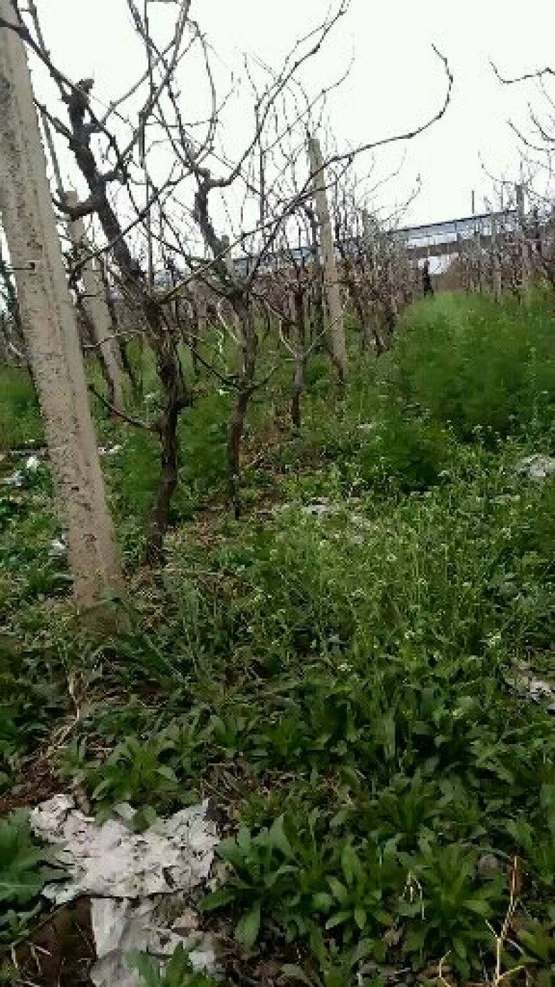占地葡萄树