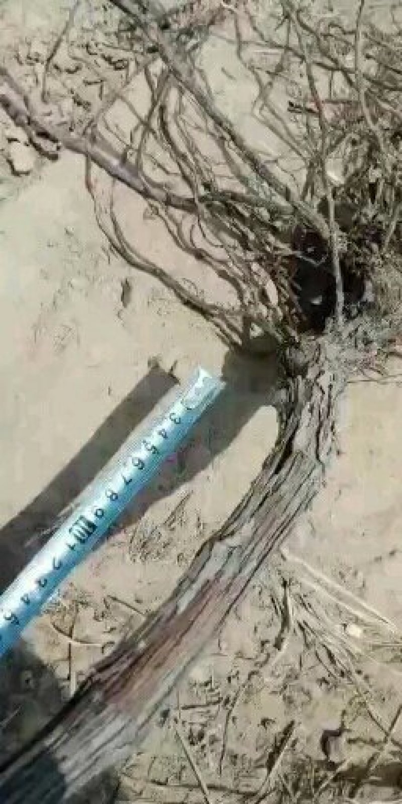 占地葡萄树