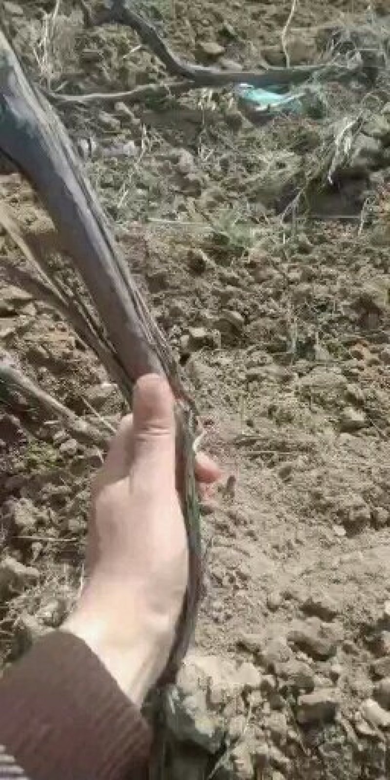 占地葡萄树