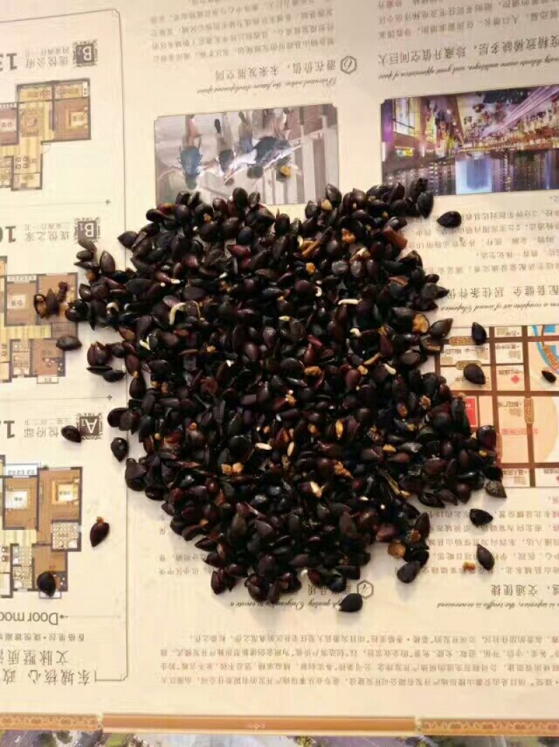 梨种子，梨树种子，棠梨种子，出芽95以上，保质保量