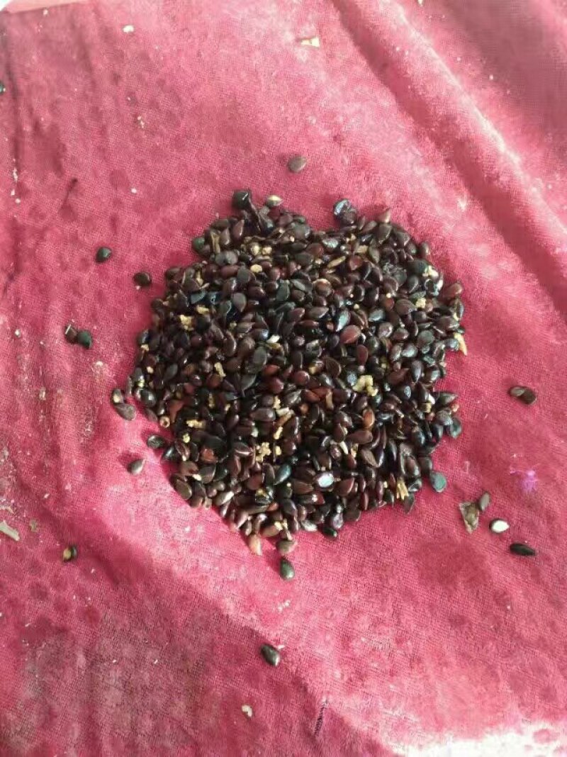 梨种子，梨树种子，棠梨种子，出芽95以上，保质保量