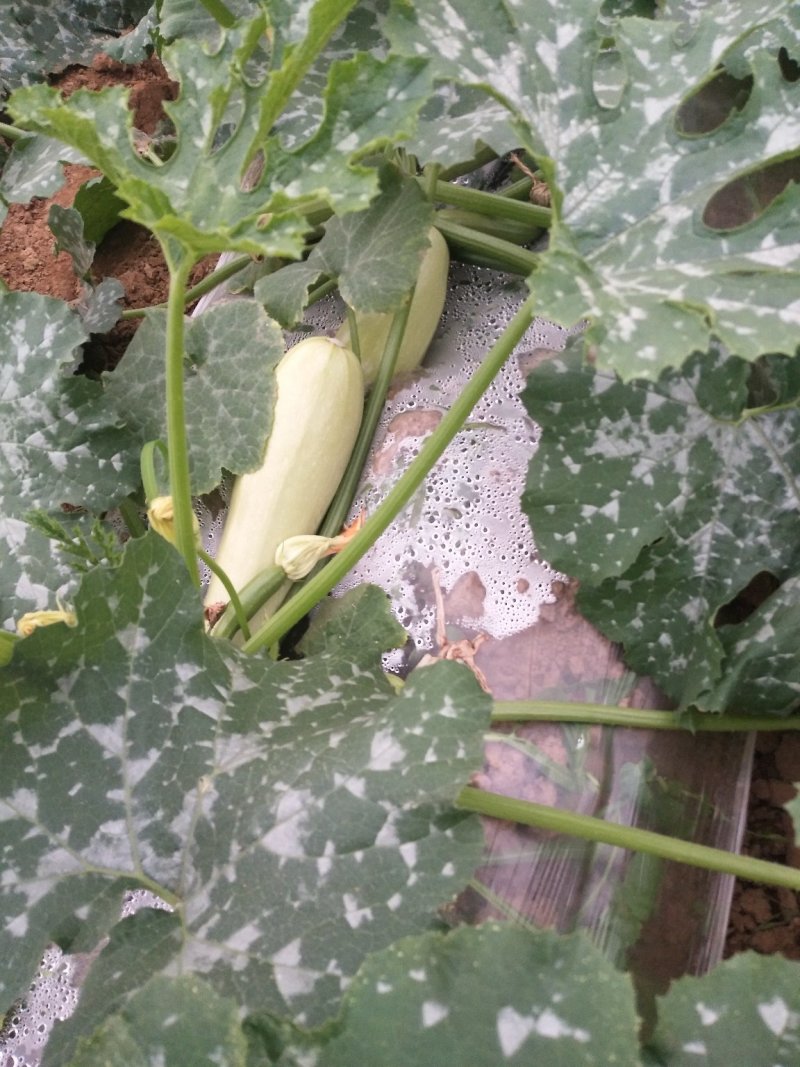 西葫芦新野县蔬菜种植基地大量出货中，货源充足品质有