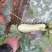 西葫芦新野县蔬菜种植基地大量出货中，货源充足品质有