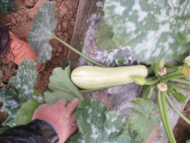 西葫芦新野县蔬菜种植基地大量出货中，货源充足品质有