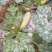 西葫芦新野县蔬菜种植基地大量出货中，货源充足品质有