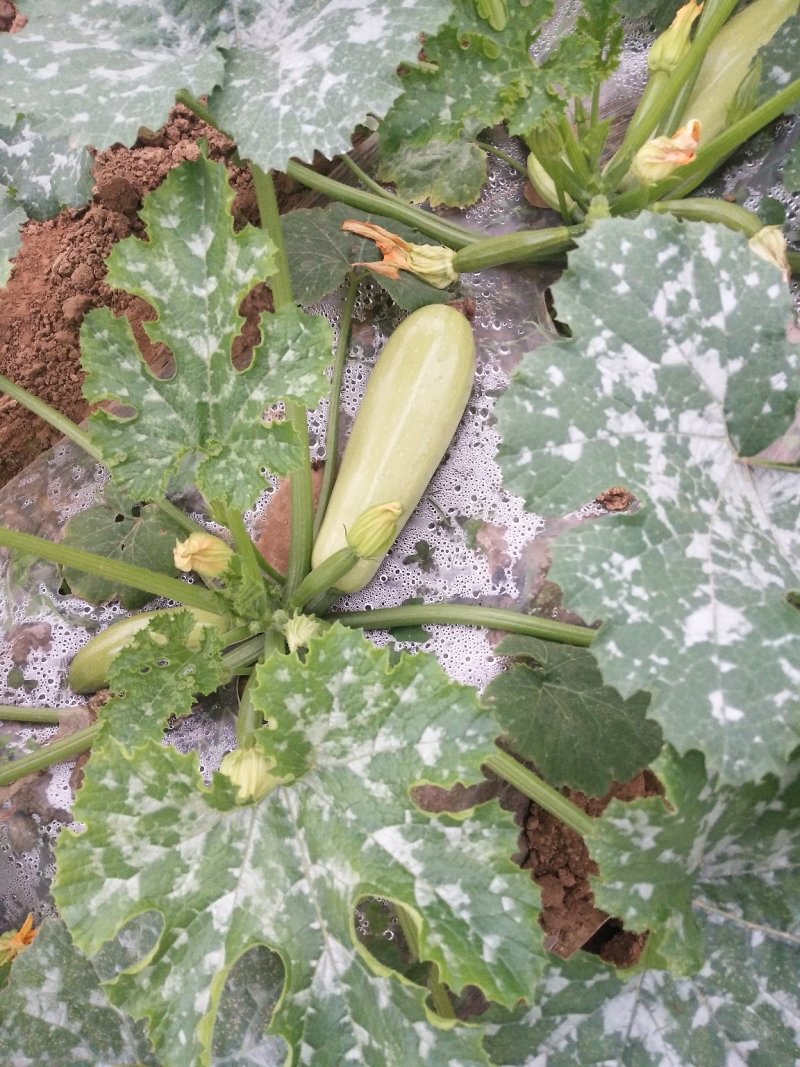 西葫芦新野县蔬菜种植基地大量出货中，货源充足品质有