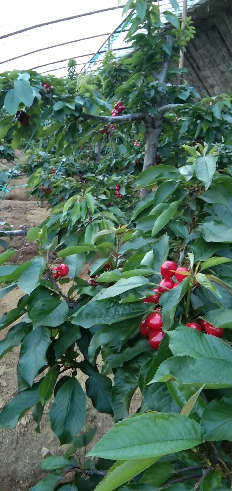 自家果园刚下来的樱桃