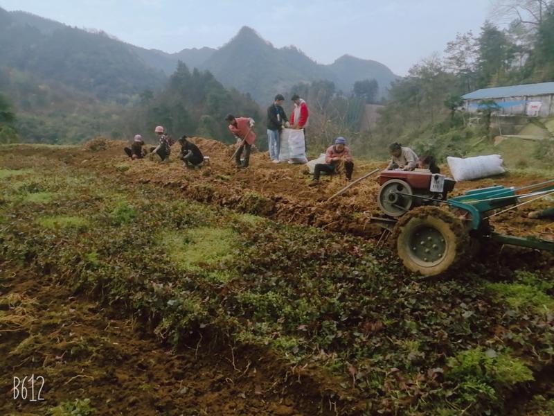 白根