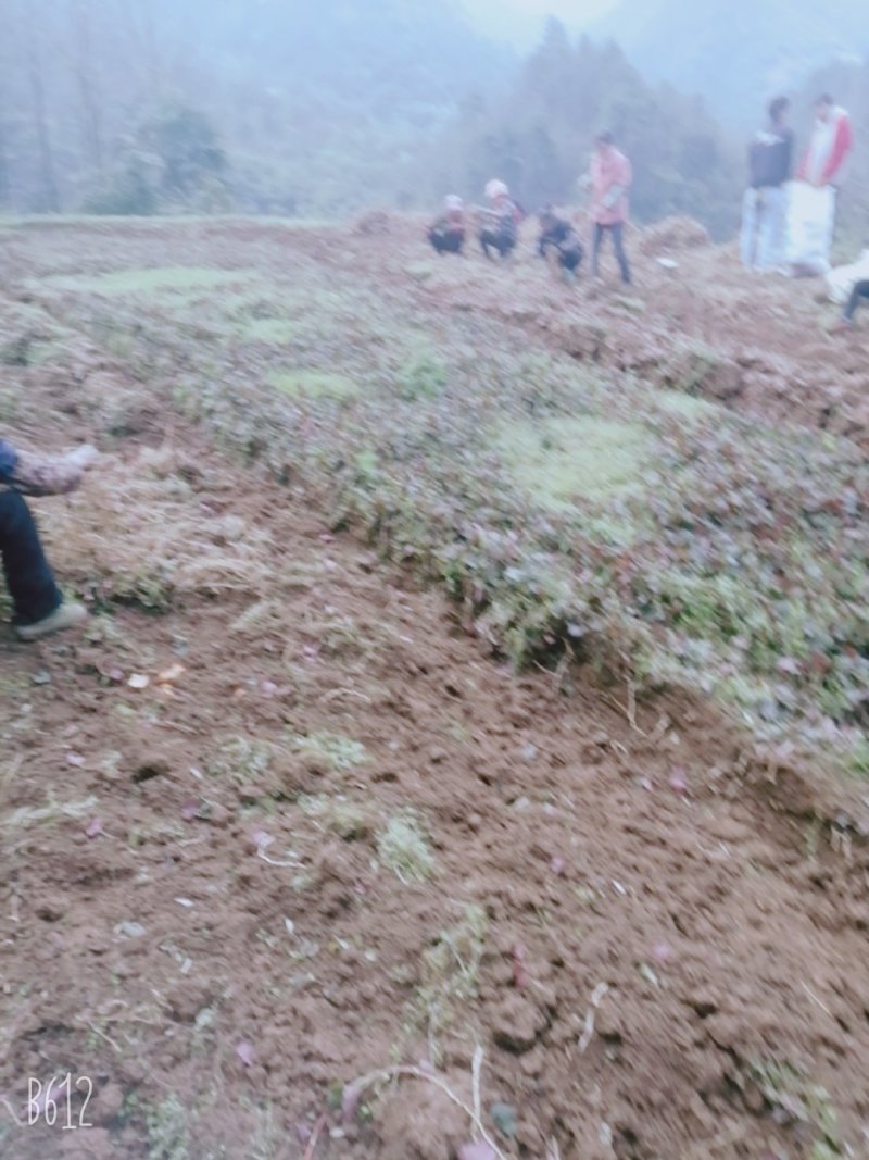 白根