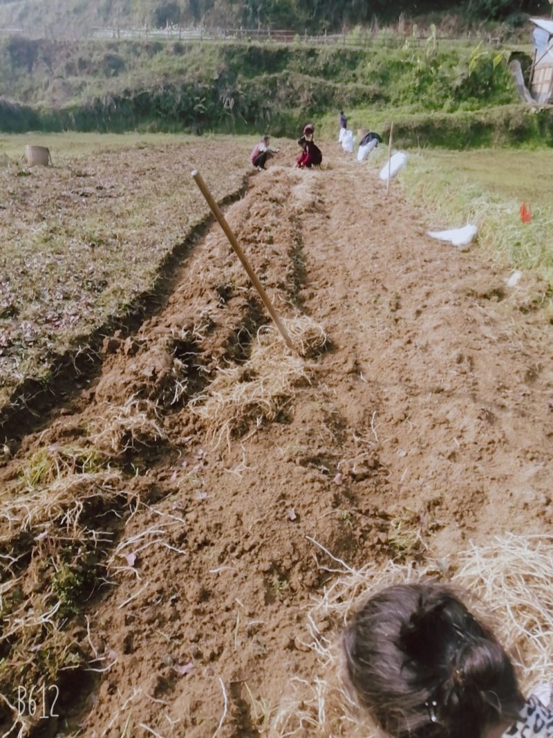 白根