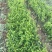 四季金银花苗，阳台庭院爬墙树桩树援植物盆栽种植