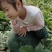 西瓜山东甜王西瓜二茬熟度高大红瓤产地直发电商团购