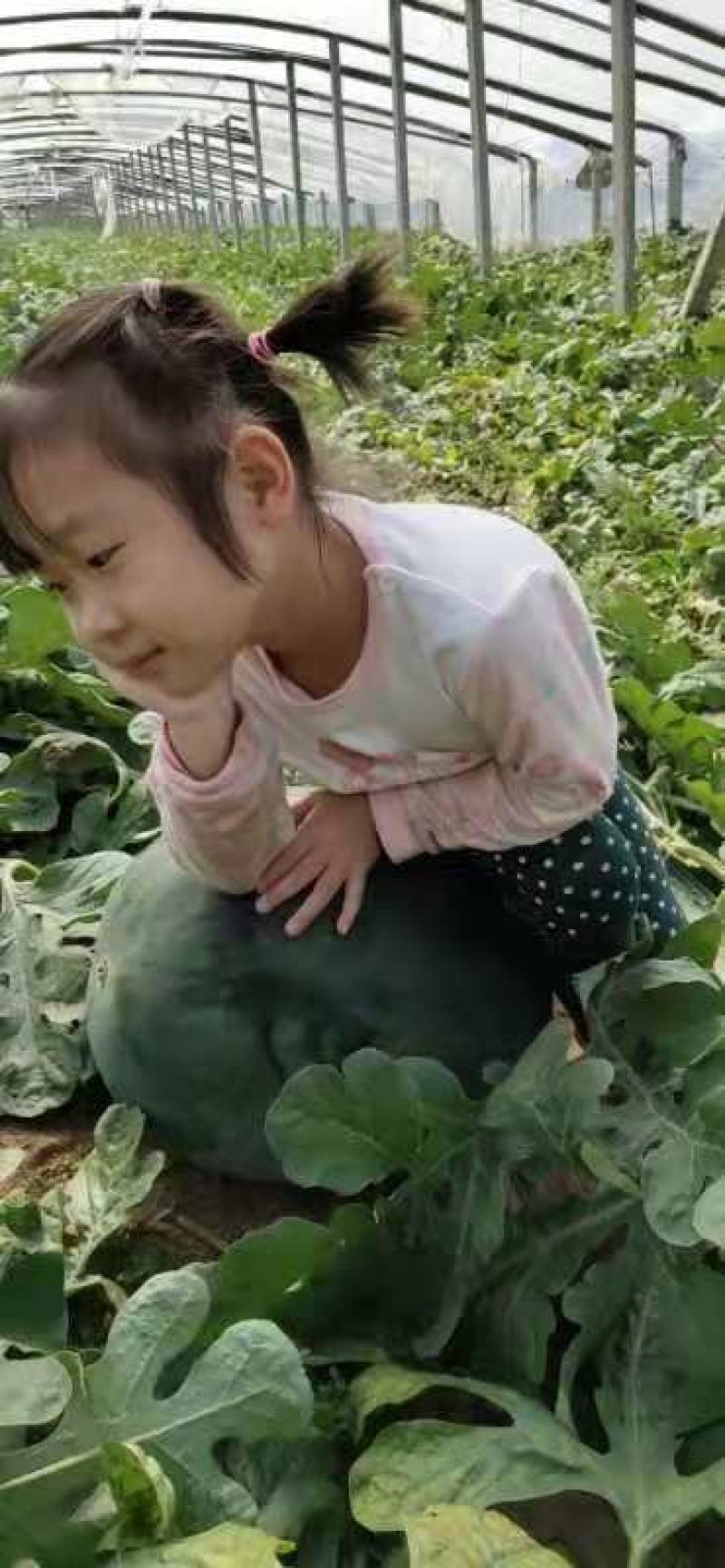 西瓜山东甜王西瓜二茬熟度高大红瓤产地直发电商团购