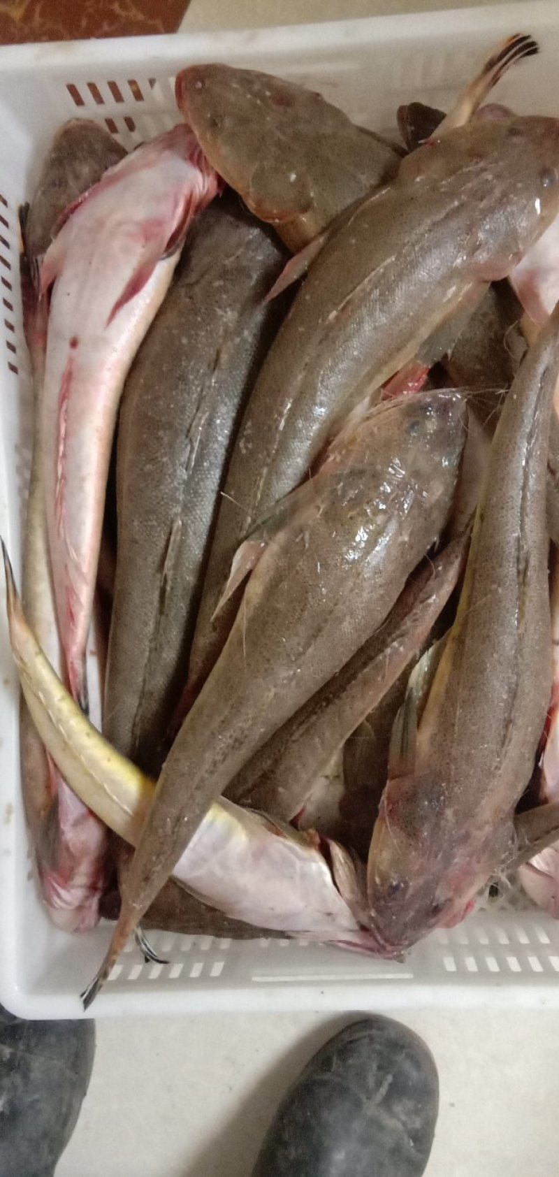 狗腿鱼牛尾鱼辫子鱼海鲜水产辫子鱼鲜冻新鲜海鲜辫子鱼