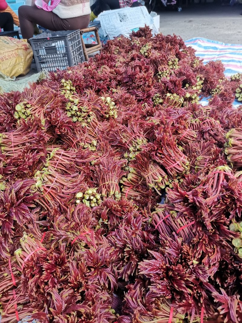 香椿芽，神奇的树上蔬菜，大量尾货提供。欢迎各位老板洽谈