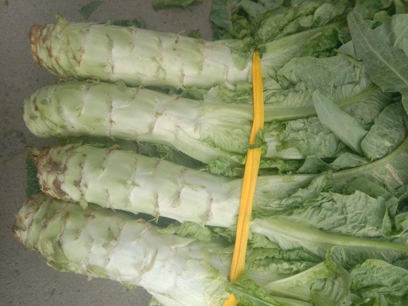 襄城县莴笋大量上市电话