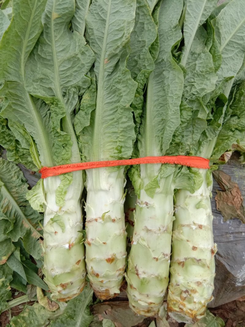 襄城县莴笋大量上市电话