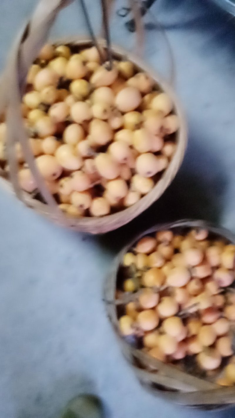 枇杷