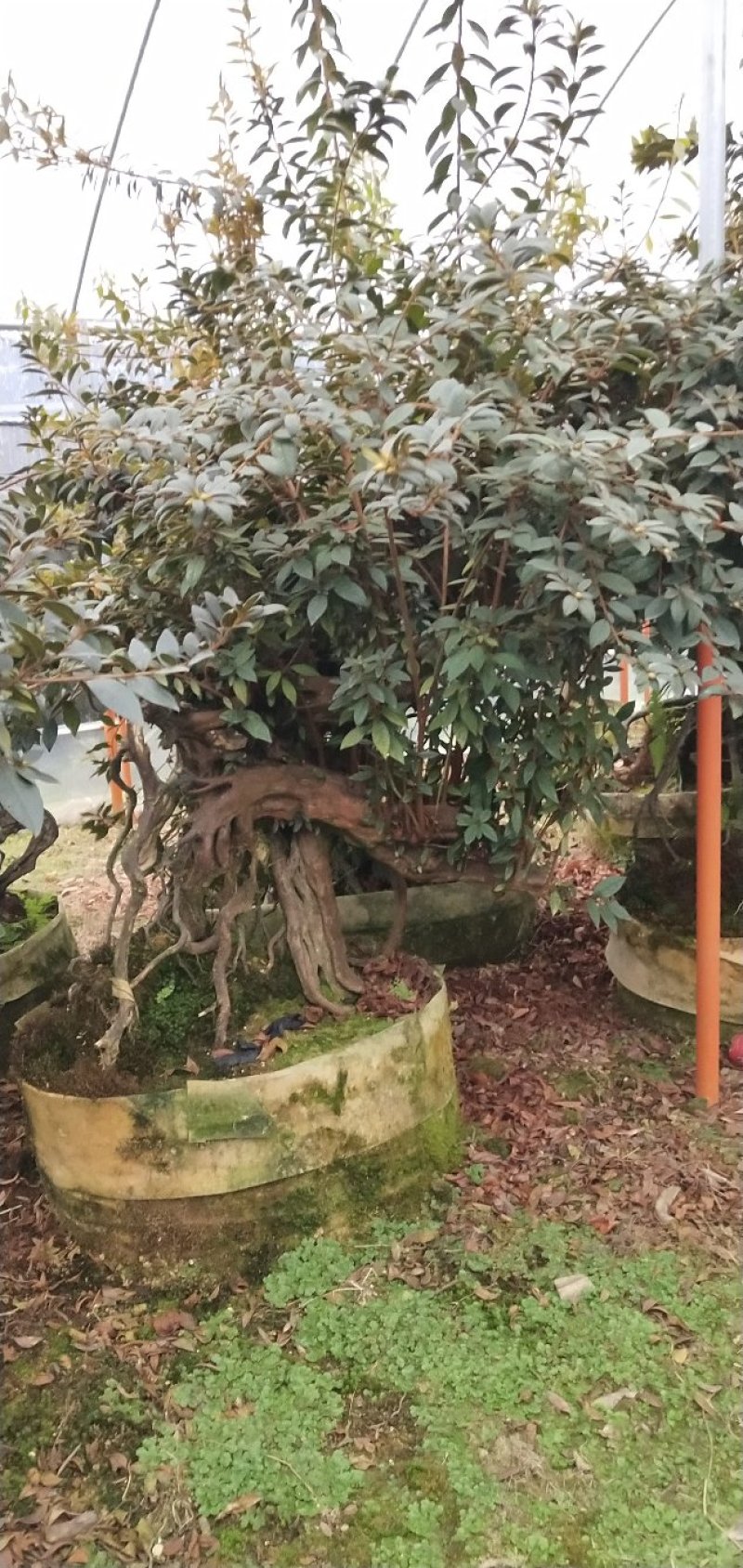 原生提根杜鹃桩出售