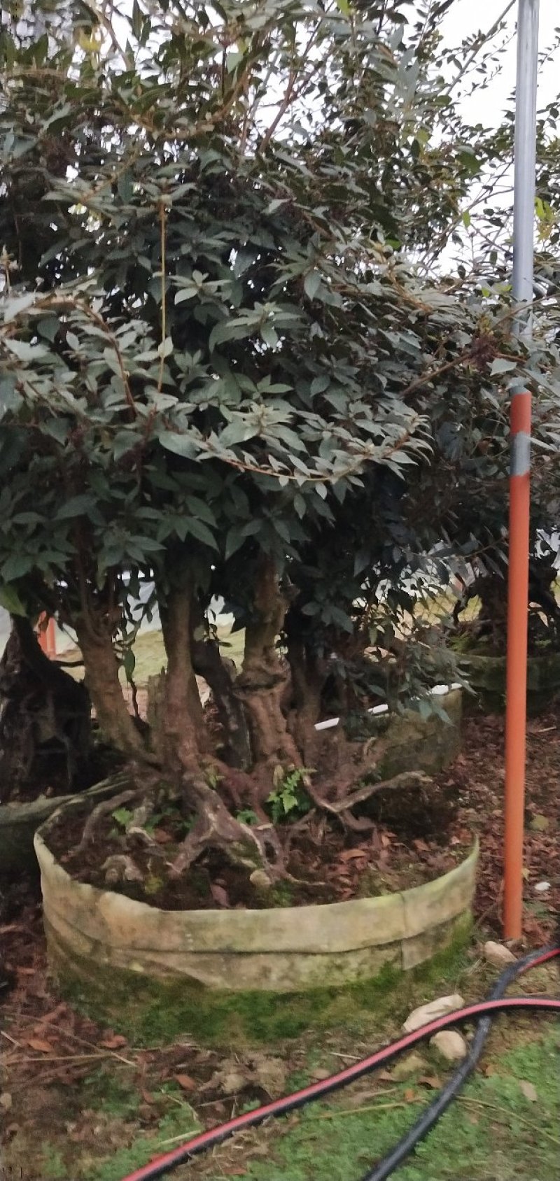 原生提根杜鹃桩出售