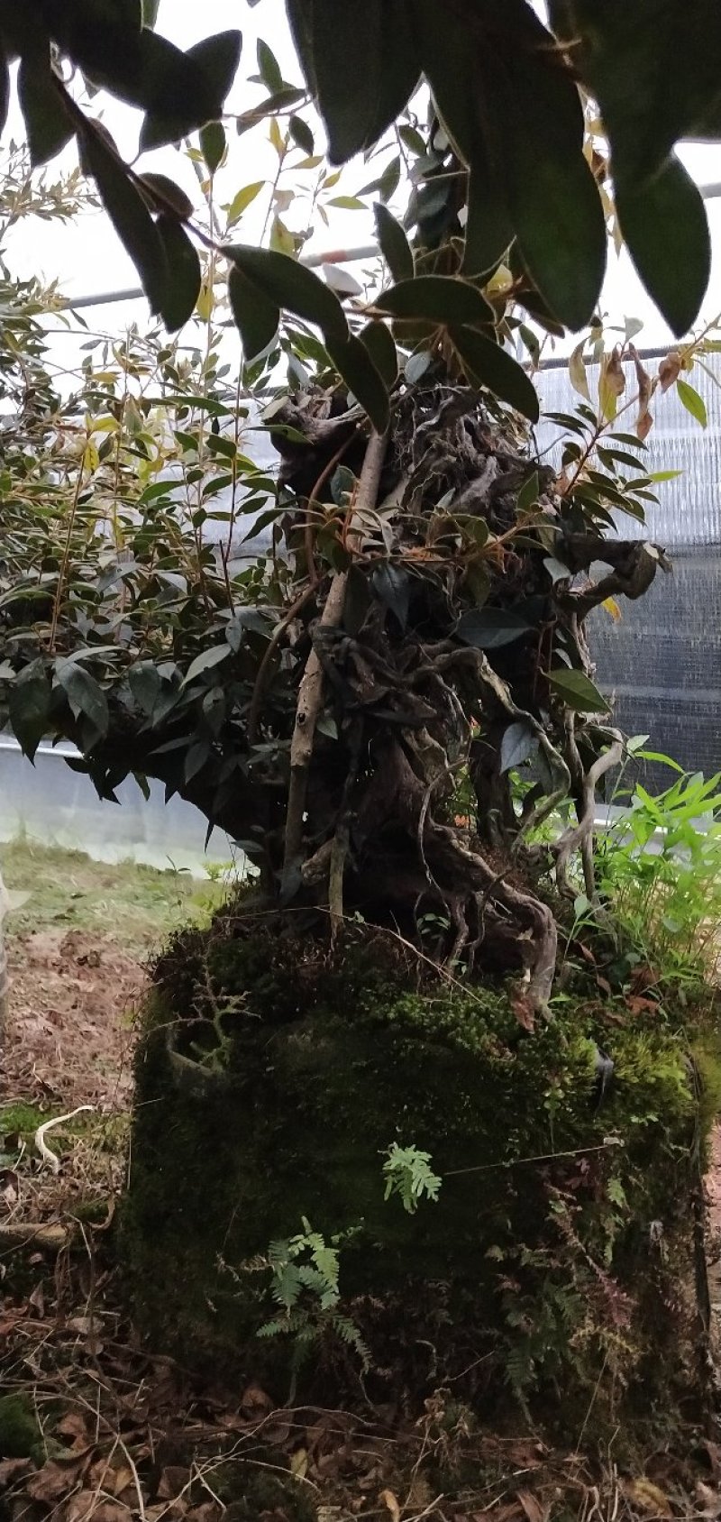 原生提根杜鹃桩出售