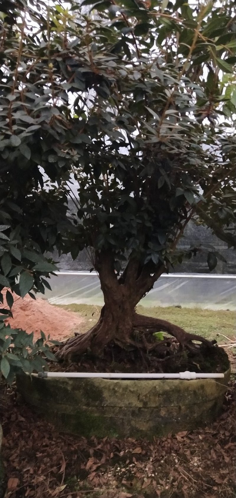 原生提根杜鹃桩出售