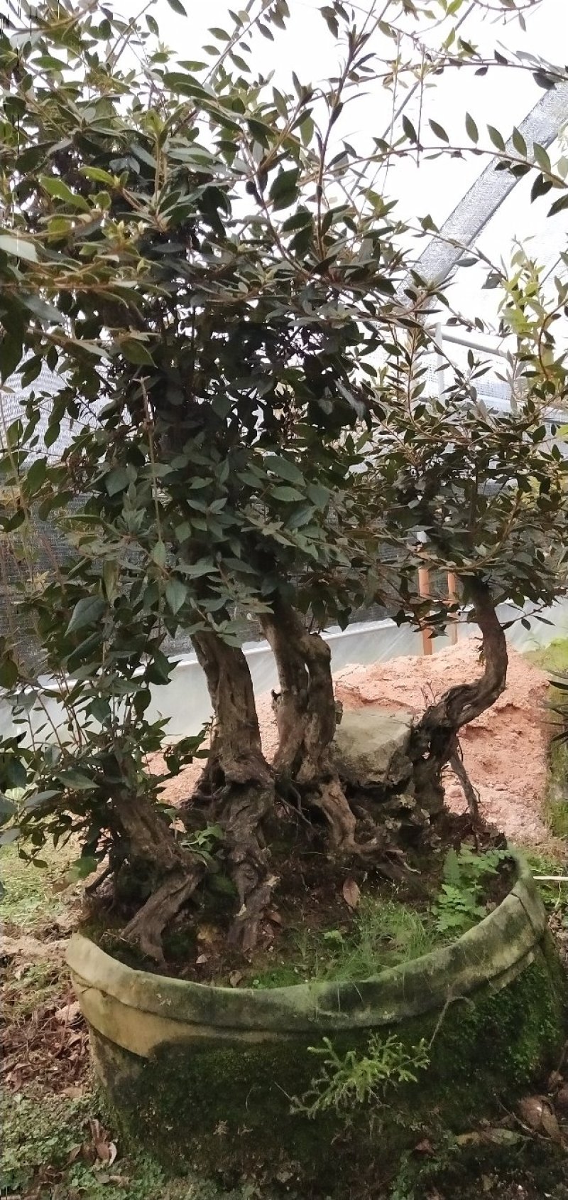 原生提根杜鹃桩出售