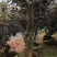 原生提根杜鹃桩出售