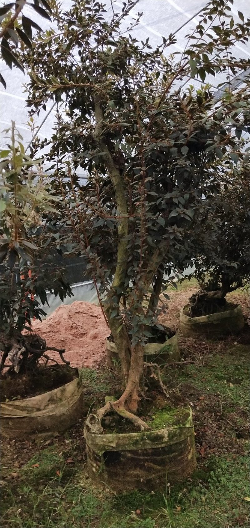 原生提根杜鹃桩出售