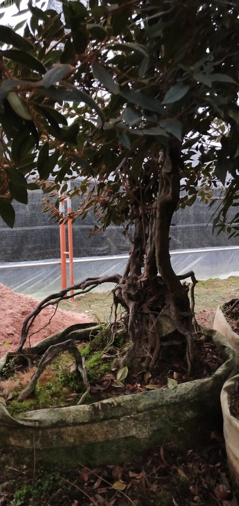 原生提根杜鹃桩出售