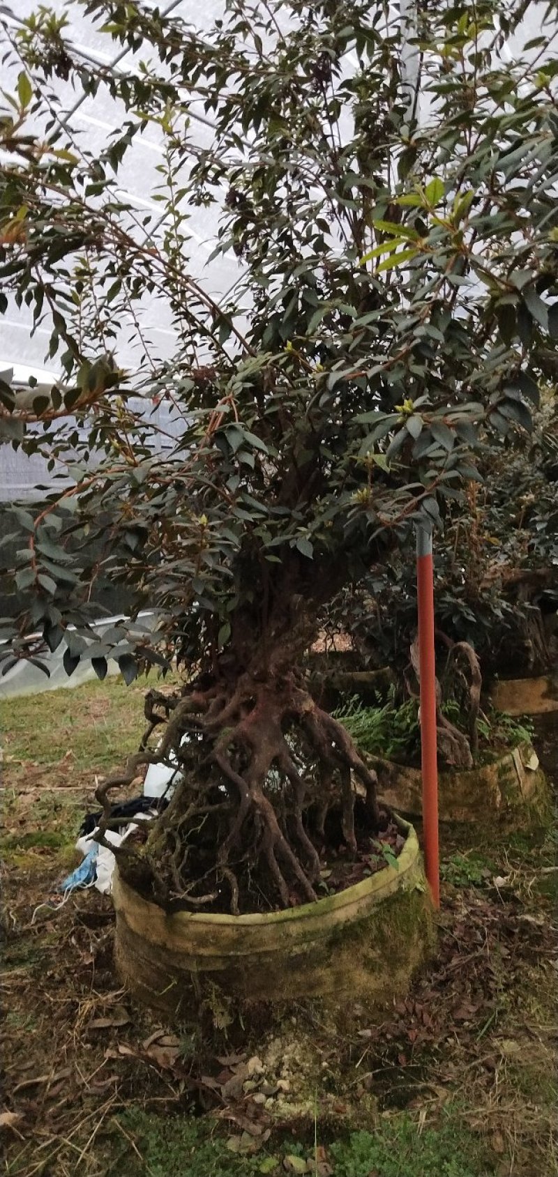 原生提根杜鹃桩出售