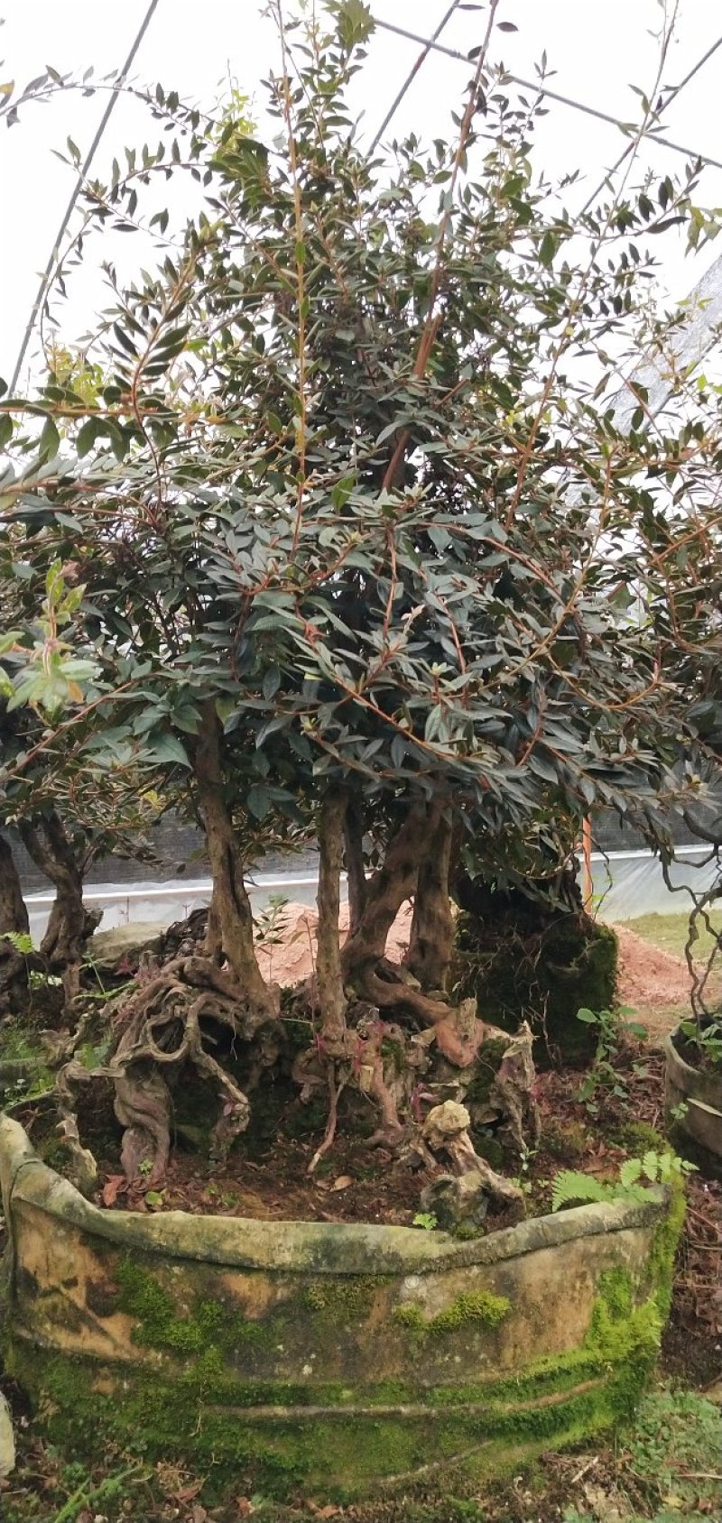 原生提根杜鹃桩出售
