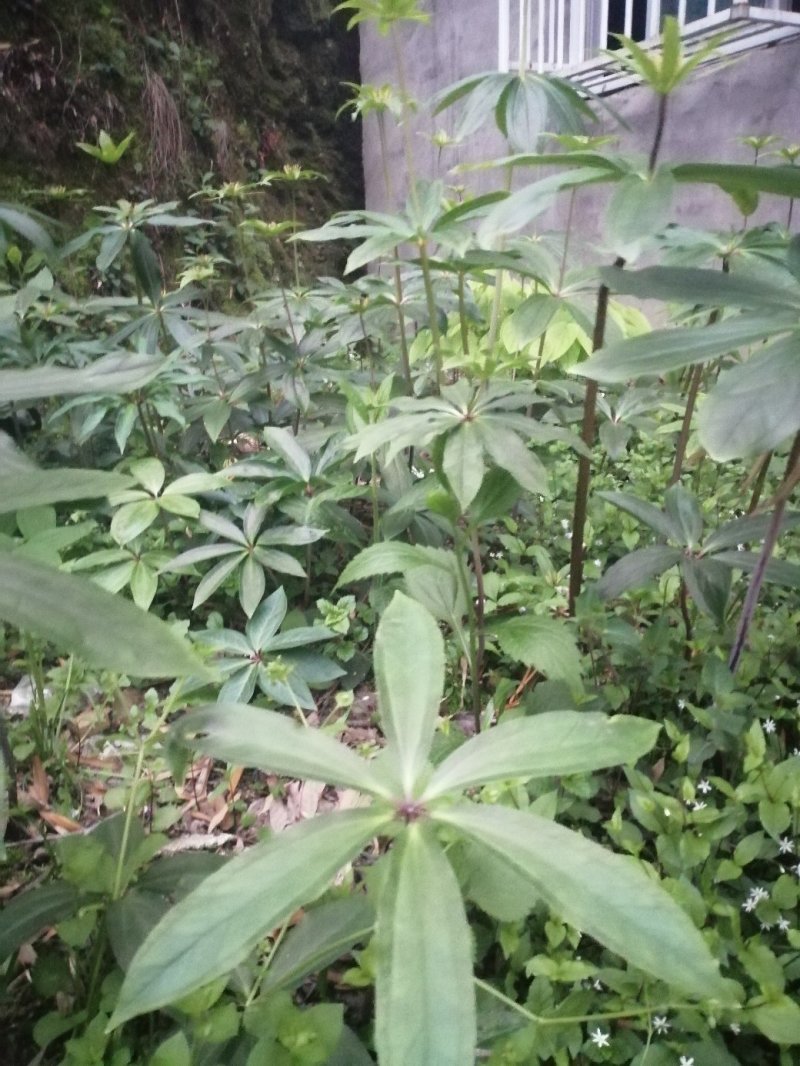 重楼苗大别山品种，货真价实，欢迎诚心购买！货源充足量大