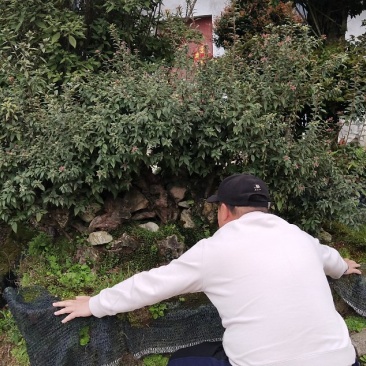 特大原生杜鹃桩