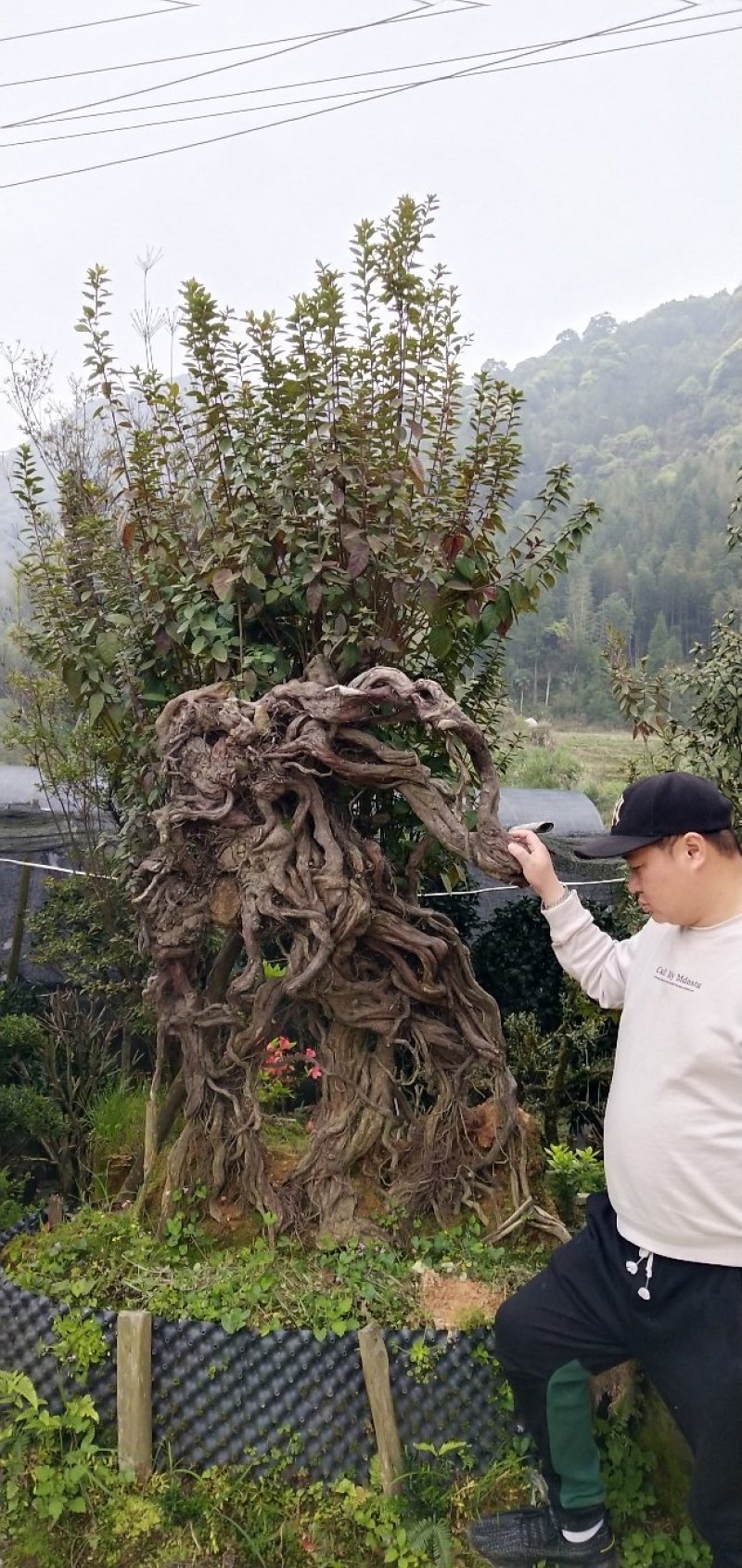特大原生杜鹃桩