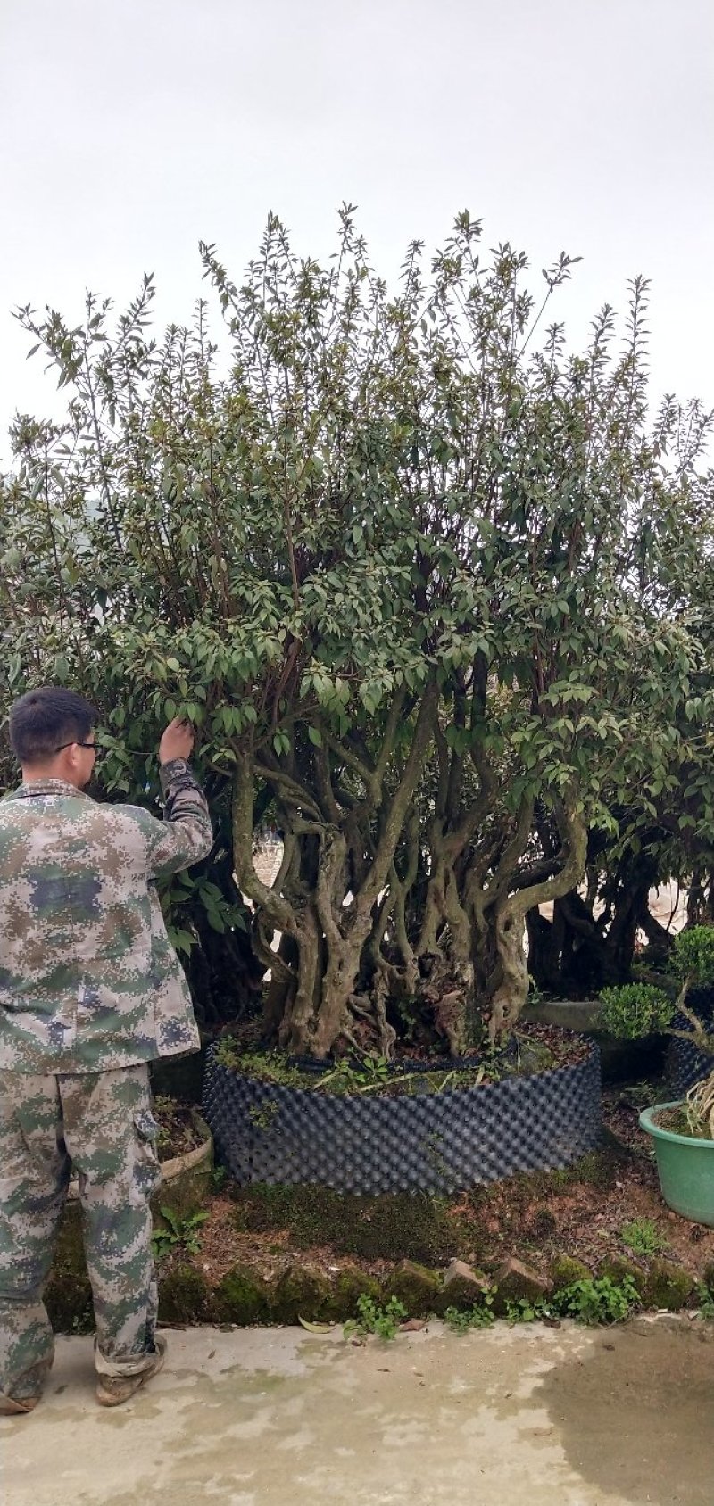 特大原生杜鹃桩