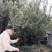 特大原生杜鹃桩