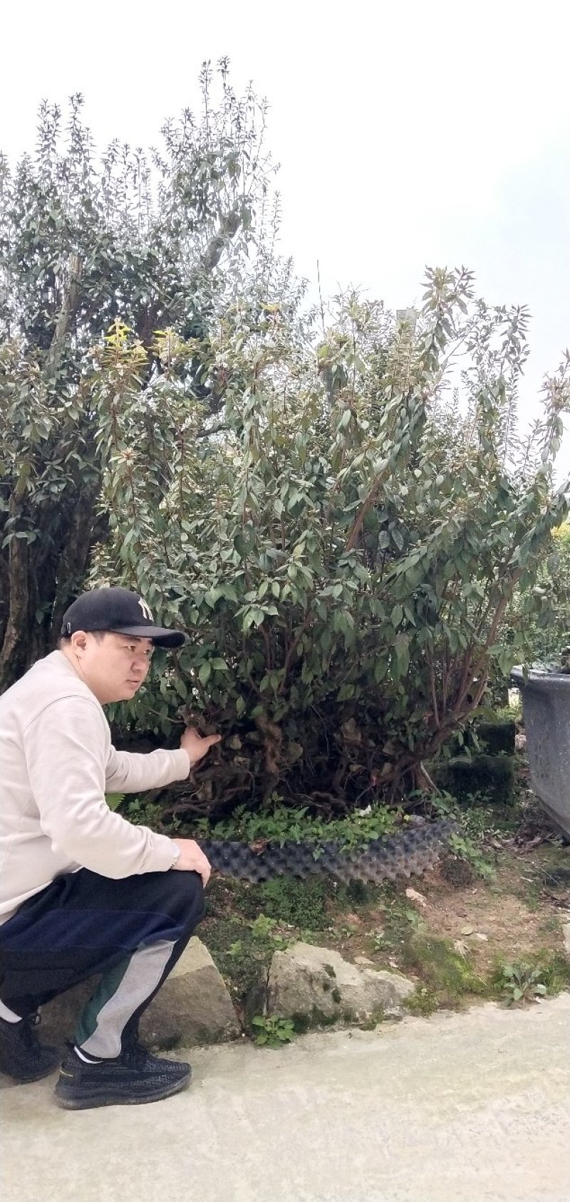 特大原生杜鹃桩