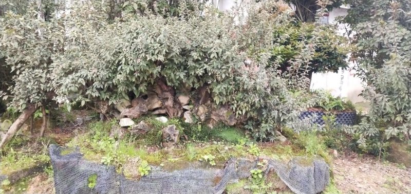 原生杜鹃出售