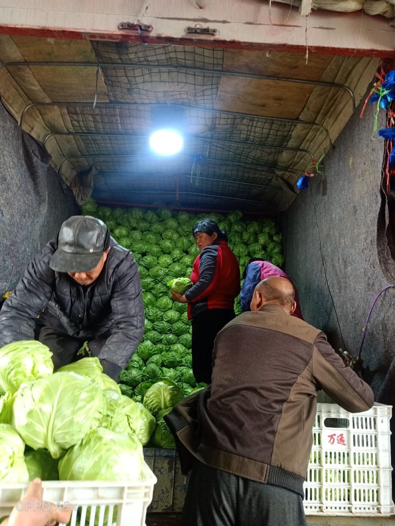 山东大棚甘蓝大量供应代收代发全国欢迎洽谈