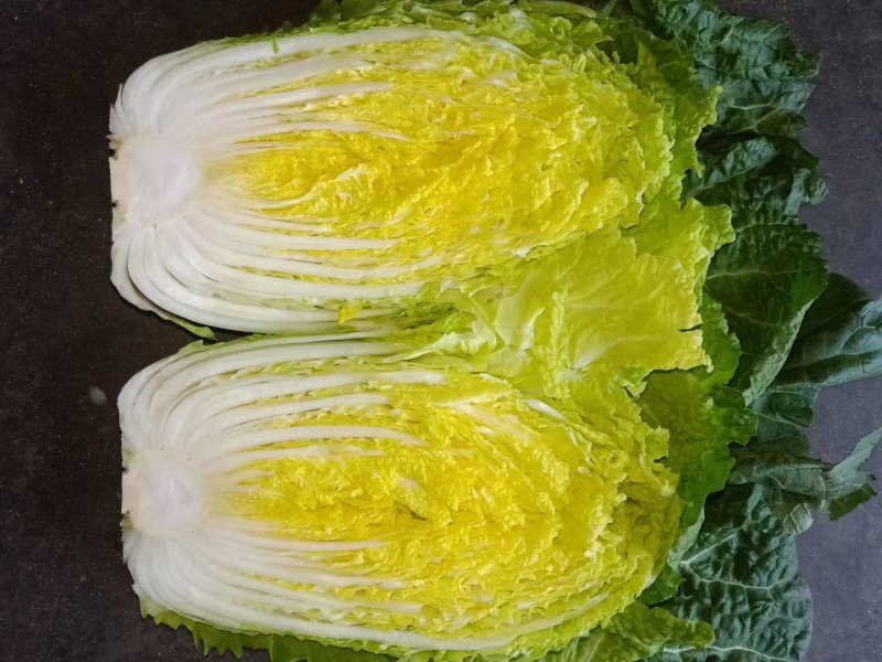 黄心大白菜大量供货中质量保证各种包装齐全一条龙服务
