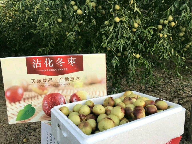【山东滨州冬枣树苗】产地直销，嫁接成活率高，产地扶持