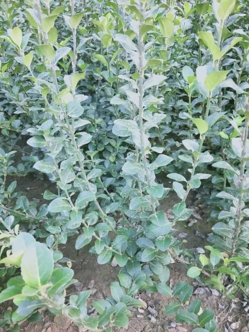 卫矛：常绿小灌木，绿篱小苗，绿化工程苗木