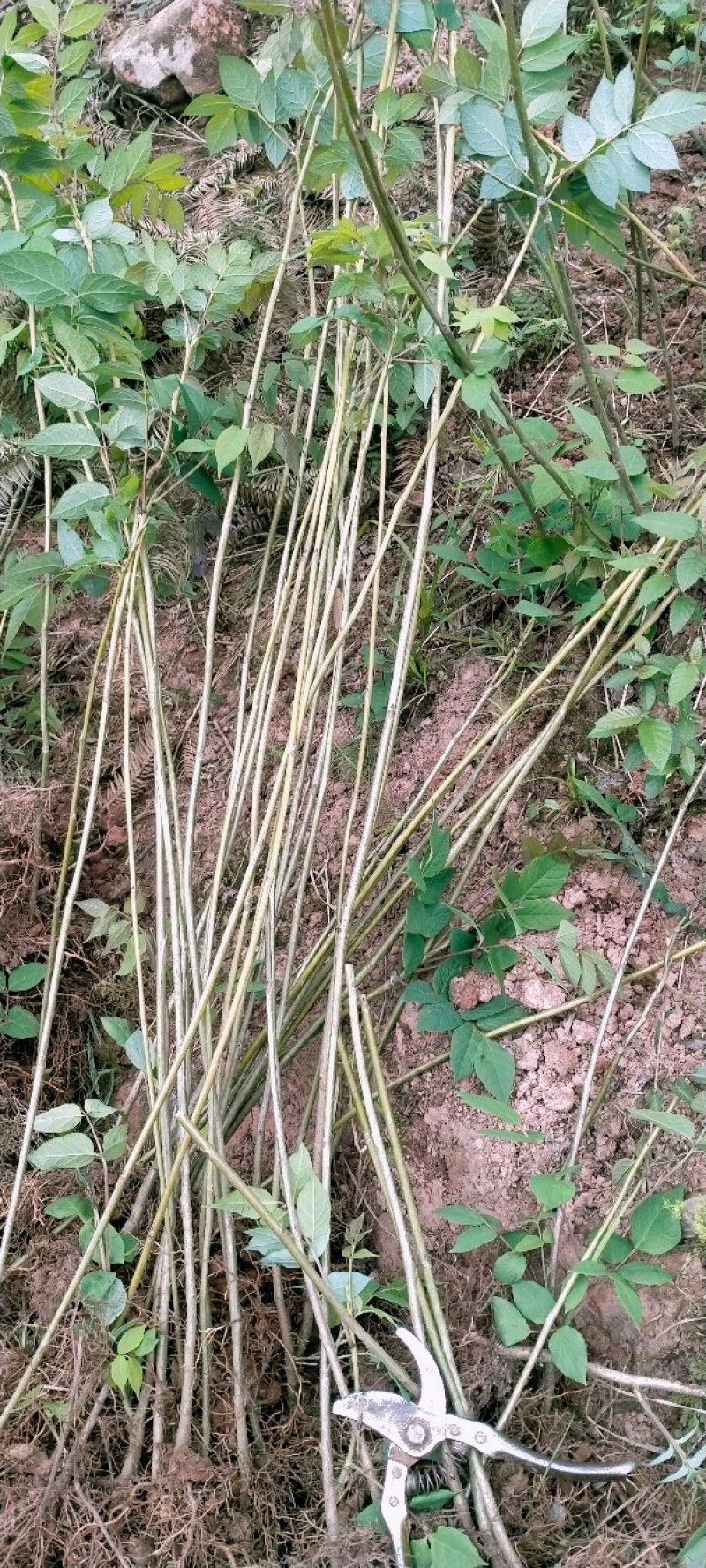 猫屎瓜苗，蓝蕉果苗，新型果树奇特水果猫屎瓜苗，蓝蕉果苗。